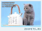 Голубые британские котята питомника Silvery Snow.