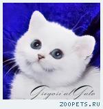 Эксклюзивные британские шиншиллы синеглазки шоу-класс