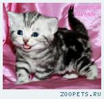 Британские котята черный мрамор на серебре