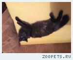 Потерялась кошка