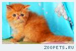 Персидский рыжий котик- красный мрамор