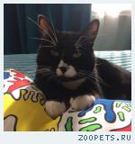 потерялся кот