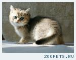 Британские шиншиллы