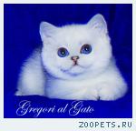 Британские шиншиллы котята с голубыми глазами шоу-класс