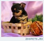 чихуахуа щеночки