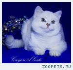 Британские шиншиллы голубоглазки котята шоу-класс