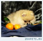 Померанский шпиц