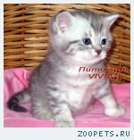 Британские котята вискас из питомника.