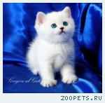 Белоснежные британские синеглазые котята шиншиллы