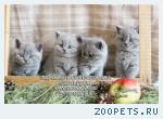 Голубой британец