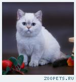 Британские голубоглазые шиншиллы