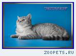 Шотландские котята из питомника Daryacats