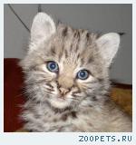 Красивые Котятки Канадских рысят и Европейских