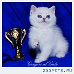 Белоснежные британские синеглазые котята шиншиллы