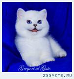 Белоснежные британские синеглазые котята шиншиллы