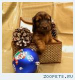 такса щенки таксы