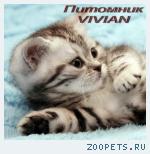 Британские котята вискас из питомника.
