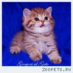 Британские котята золотая шиншилла