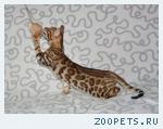 Бенгальские котята