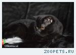 Котик черный шотландский в добрые руки.