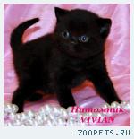 Британские черные котята из питомника.