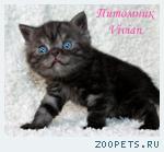 Британский клубный котик черный дым.
