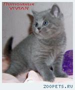 Британский клубный котик голубого окраса.