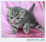 Британские котята вискас из питомника VIVIAN.