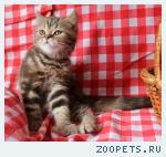 Британские котята шоколадный мрамор.