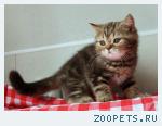 Британские мраморные котята.