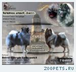 продаю щенков вольфшпица