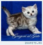 Британские плюшевые мраморные котята c изумрудными глазами!