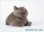 Британские котята