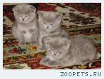 Продаются шотландские котята