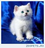 Британские Элитные котята шиншиллы с изумрудными глазами!