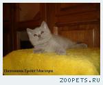 Клубные котята