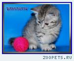 Британские котята из питомника Daryacats