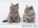 Британские котята голубого окраса