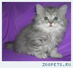 Шотландские котята редких окрасов