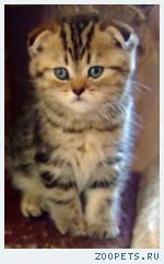 Шотландские вислоухие котята