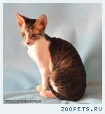 корниш-рекс кудрявые котята