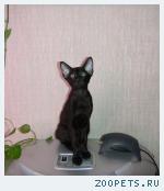 Черный ориентальный котенок