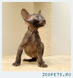КОРНИШ-РЕКС кудрявые котята