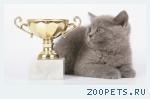 Британские котята
