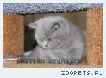 Голубые и лиловые британские котята. Питомник  "BRITISH SYMPHONY