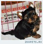 СУПЕР-МИНИ щенок Йорк