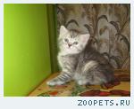 продам котят