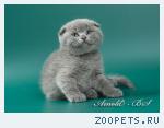 Шотландские короткошерстные котята