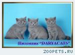 Британские котята из питомника Daryacats