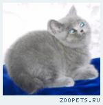 Продаю вислоухих и британских  котят